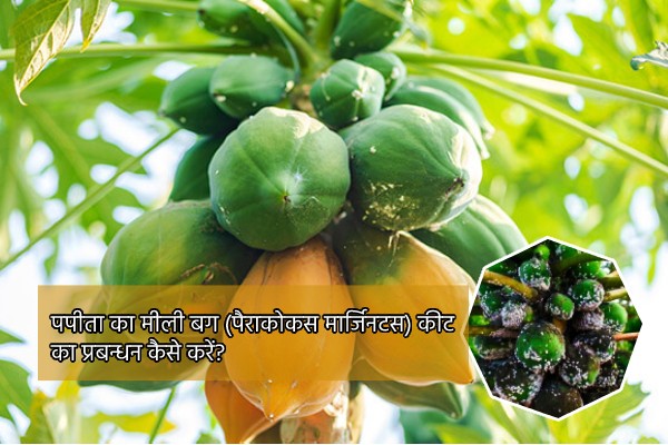 पपीता का मीली बग (पैराकोकस मार्जिनटस) कीट का प्रबन्धन कैसे करें?